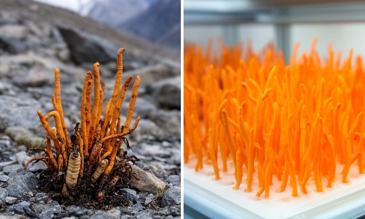 Cordyceps : Bienfaits et vertus pour l’énergie et la vitalité
