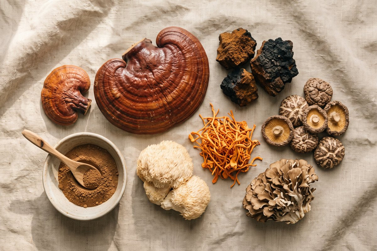 Champignons médicinaux : le guide complet pour comprendre et bien les choisir