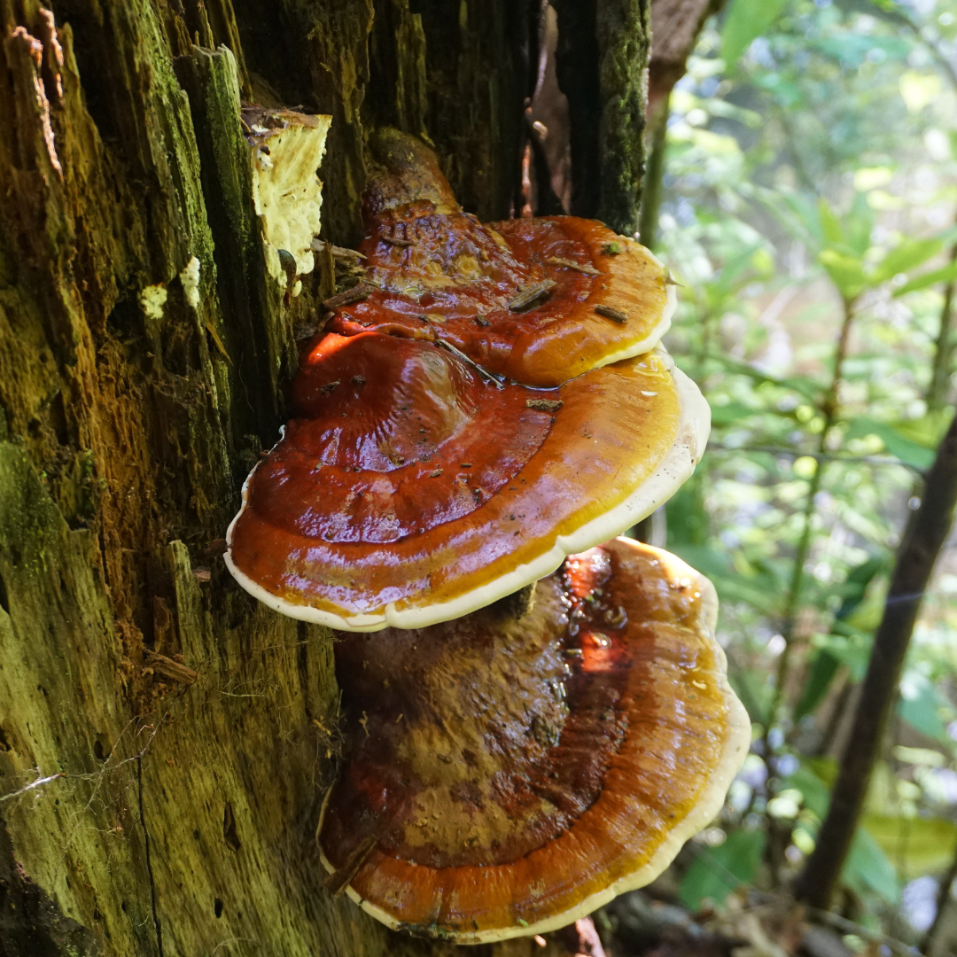 Reishi : bienfaits et vertus de ce champignon adaptogène