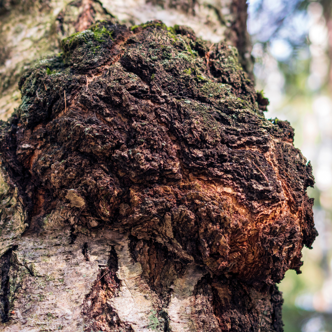 Chaga : bienfaits, vertus et usages de ce champignon médicinal