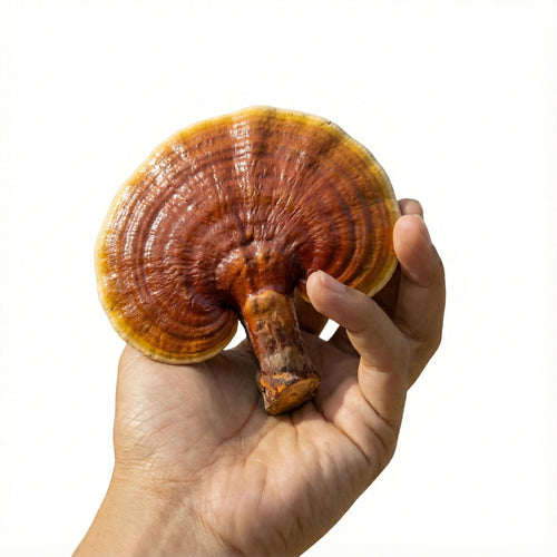 Reishi