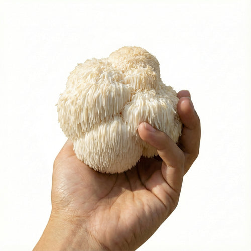 Lion's Mane