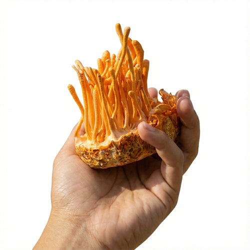 Cordyceps